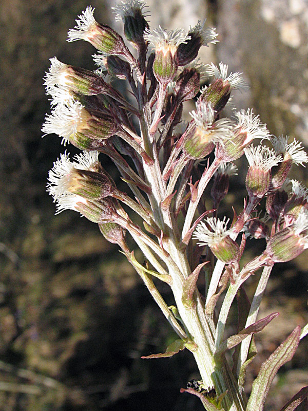 Petasites paradxus / Farfaraccio niveo